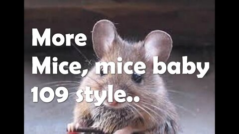 More mice, mice baby 109 style!