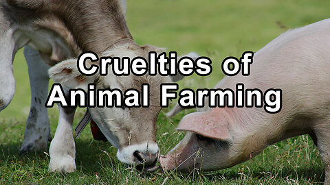 The Inherent Cruelties of Animal Farming: A Heart-Wrenching Reality - Hope Bohanec