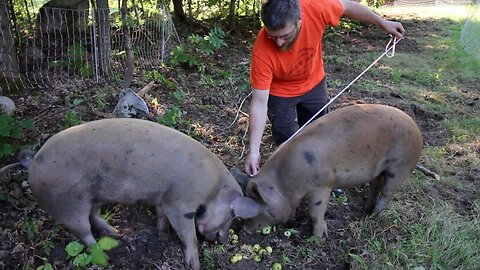 How to measure pigs to figure out their Live Weight!
