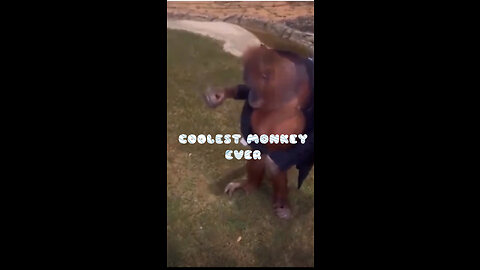 COOLEST MONKEY EVER