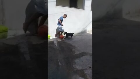 DOG JOGANDO BOLA #shorts #planetaanimalshorts #animals