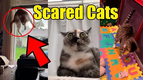 Funny Scared Cats - Hilarious Cats Compilation