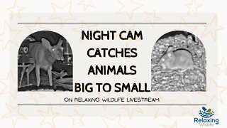 From Big Animals to Small, Our Nighttime Livestream Cam Catches it All!