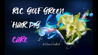 GROWING RHYNCHOLAELIOCATTLEYA GOLF GREEN 'HAIR PIG' | LECA & SELF WATERING CARE #CareCollab