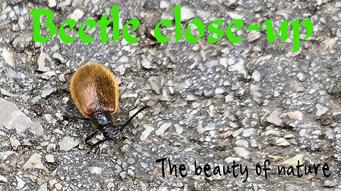 Beetle close-up / beautiful insect on a cycle path.