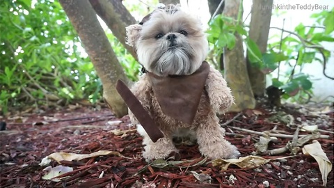 Munchkin the Teddy Bear's ewok audition for 'Rogue One: A Star Wars Story'