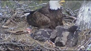 Hays Bald Eagles Mom warns off the Nest a Red-Tailed Hawk 2022 04 27 1155am