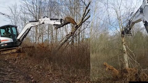 Clearing & removing Big Honey Locust with Bobcat Mini Excavator Land management minute