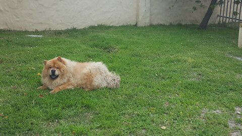 2020 CHOW CHOW - DOG BREED - CREATURE IN THE GRASS