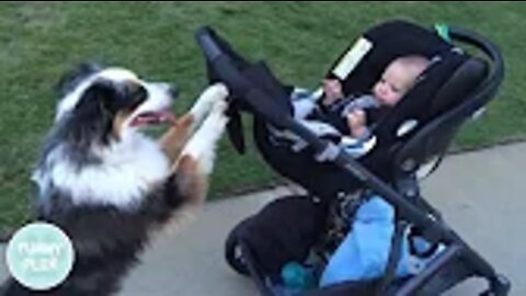 Funny Dog Nanny