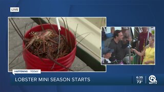 Lobster mini-season kicks off Wednesday