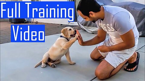 Labrador Puppy Learning and Performing Training Commands | Dog Showing All Training Skills