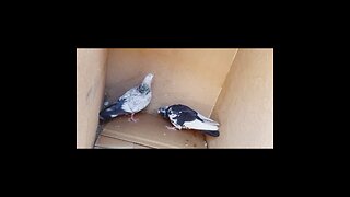 Highflyer pigeon