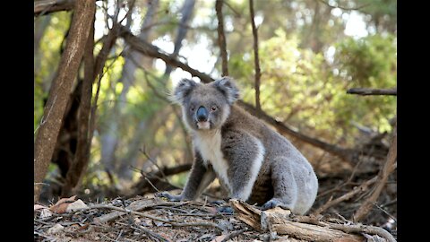 10 Of the Most Famous Animals In Australia: (Indigenous & Common Elsewhere)