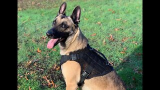 The Best Breathable and Adjustable Dog Harness: Comfort, No Tugging/Pulling, Training - 221B Artemis