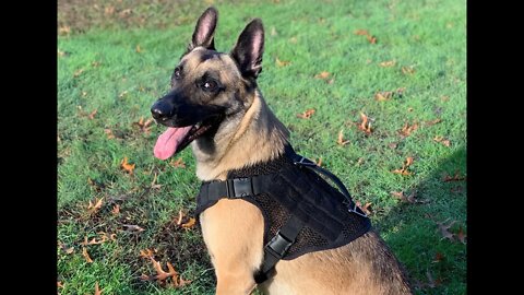 The Best Breathable and Adjustable Dog Harness: Comfort, No Tugging/Pulling, Training - 221B Artemis