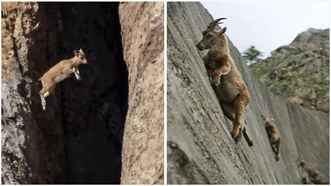 Young ibex jumps down from a very high mountain.