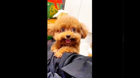 funny and cute dogs