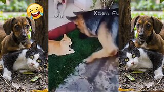 😅 Funniest Dogs And Cats Videos 2023🐶😺