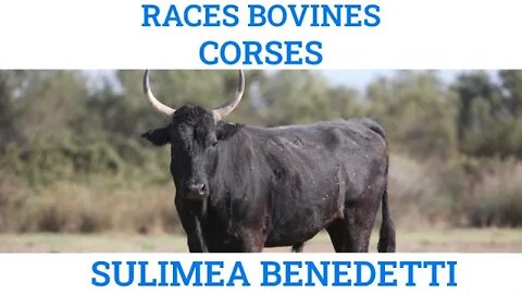 Races bovines Corses, par Sulimea Benedetti