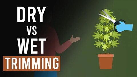 Cannabis Harvesting: Wet vs Dry Trimming!