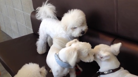 Responsible Older Brother Breaks Up A Playful Puppy Fight