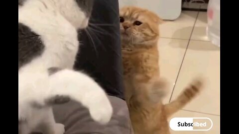 cute cats lovely fight🤣🤣 trending video