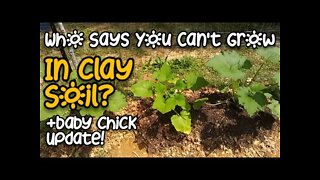 Who Says You Can't Grow in Clay Soil? - Ann's Tiny Life and Homestead
