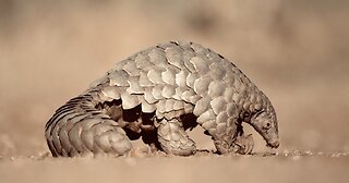 5 Fun Facts About The Chinese Pangolin