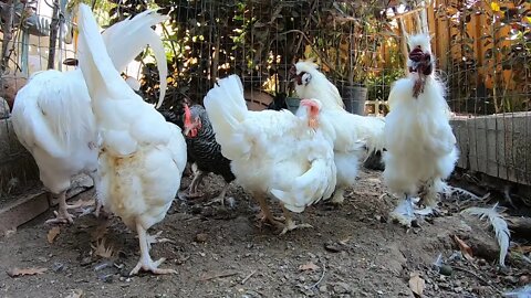 Backyard Chickens Chicken Run Relaxing Video Sounds Noises Hens Clucking Roosters Crowing!