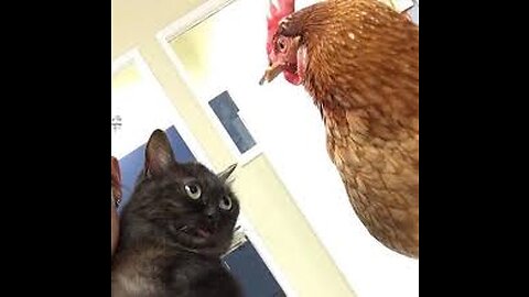 Cat vs Chicken: Watch what happens next and get ready to laugh in 2023