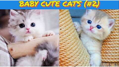 Baby Cats 😺 Cute Cat and Funny 😸 Cat Videos (#3) | Cue Cati