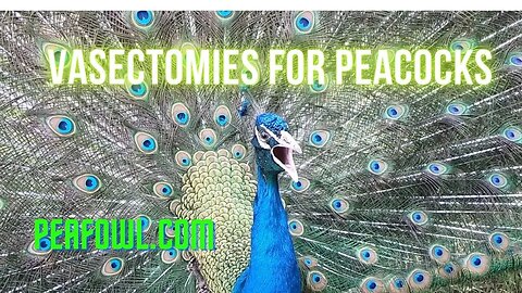 Vasectomies For Peacocks, Peacock Minute, peafowl.com