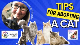 TIPS for Adopting A New Cat with Julie Anne Thorne of Naturally Cats