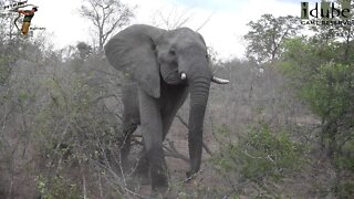 Teenage Elephant Trying To Scare The Tourists In Africa