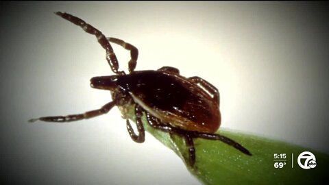 Ask Dr. Nandi: Precautions to prevent tick bites this summer