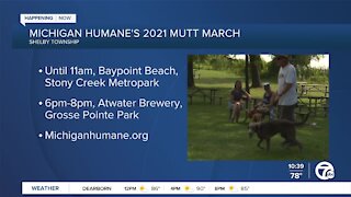 Mutt March 2021