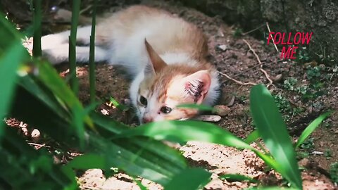 #funny moment cat's video EP - 49 and my 49 Cat's video content created 05/04/2024