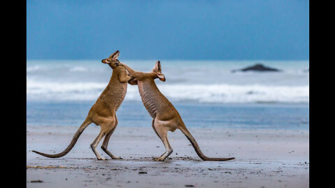 Wallaby fight on the beach