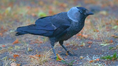 Jackdaw Enjoying Rice in a Noisy City Park