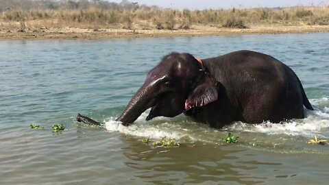 Huge elephant bathing at the Minneriya national park !
