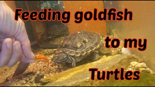 Feeding goldfish to my Turtles