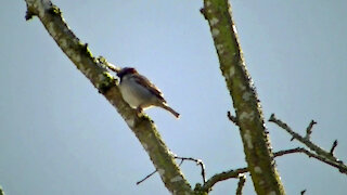 IECV NV #494 - 👀 Male House Sparrow In The Filbert Tree 3-14-2018