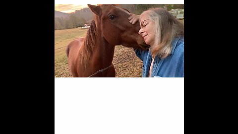 Person videoing beautiful sunrise gets early morning kisses from colt.