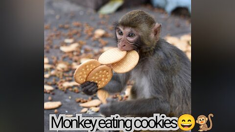 A Monkey eating and enjoying cookies from a plastic bag