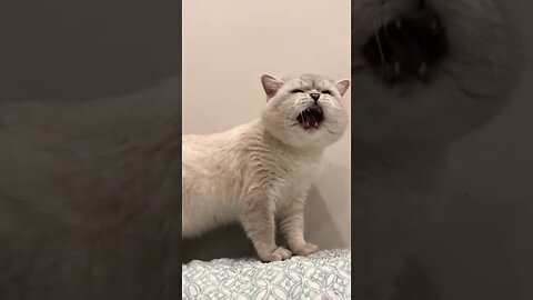 Cat sound to attract cats🙀realistic multiple meows