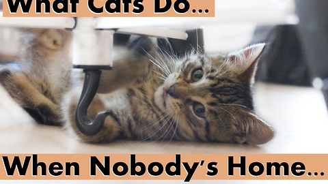 What Cats do when Nobody's Home