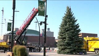 Milwaukee's Christmas tree harvested for holiday season