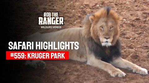 Safari Highlights #559: 10 & 11 September 2020 | Kruger National Park | Latest Wildlife Sightings