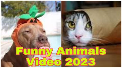 Funny Dog and Cats Animals Video 2023